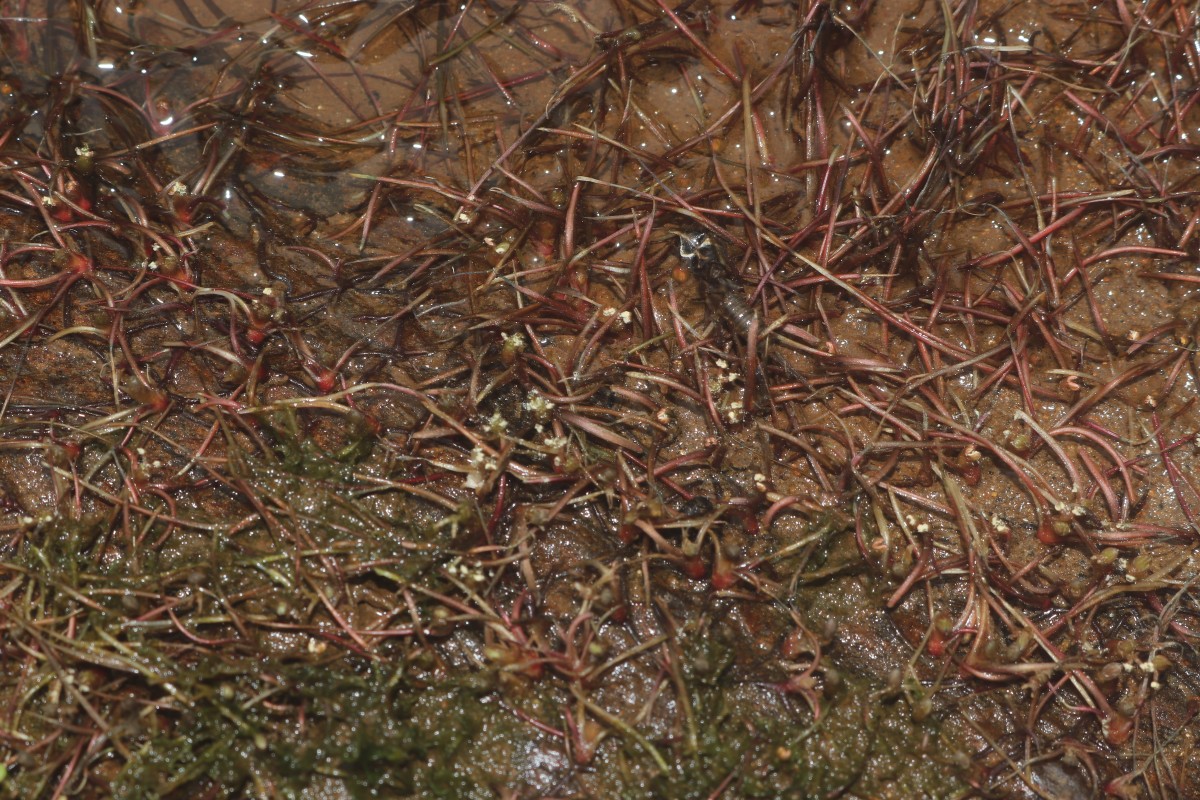 Zeylanidium subulatum (Gardner) C.Cusset